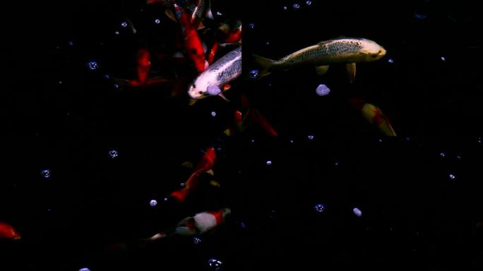 日本锦鲤鱼在水上花园游泳，花式鲤鱼，锦鲤鱼，锦鲤鱼在池塘游泳。孤立背景是黑色。花式鲤鱼或锦鲤鱼是红色