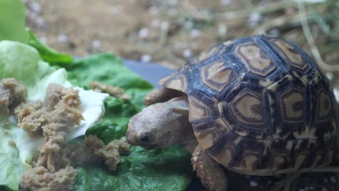 一只小豹龟吃生菜和健康蔬菜的晚餐