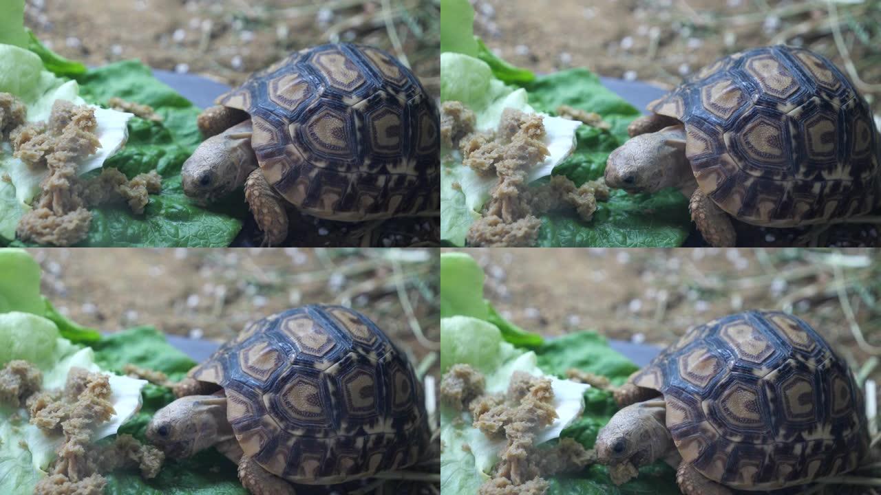 一只小豹龟吃生菜和健康蔬菜的晚餐
