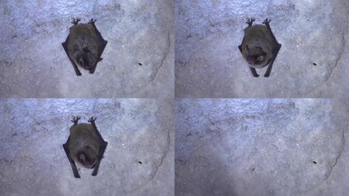 离开蝙蝠。夜晚的蝙蝠鼠耳蝠夜在冬眠后被发现。