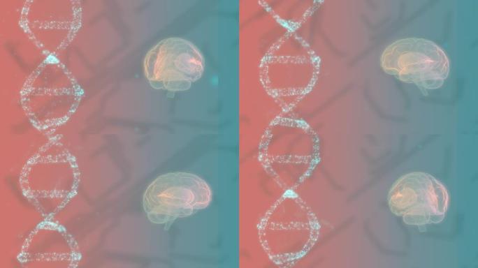 在彩色屏幕上旋转的人脑和DNA螺旋视图。