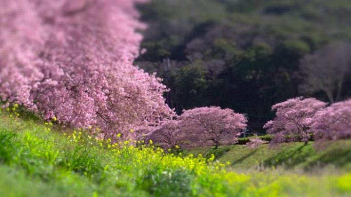 下加莫河岸上有卡诺拉花的河津樱花树