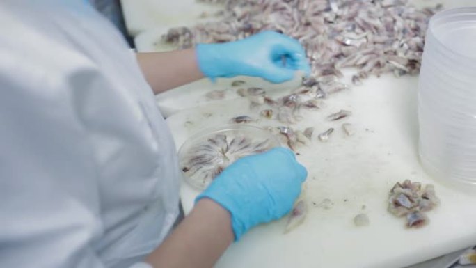 女工戴上防护手套，将鱼肉倒入塑料罐中。鱼可以在工厂生产，将鱼片分拣在塑料容器中