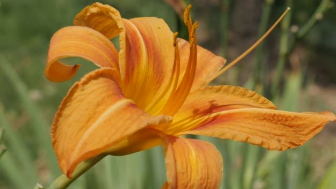 花园4k中Hemerocallis fulva虎的特写橙色花蕾