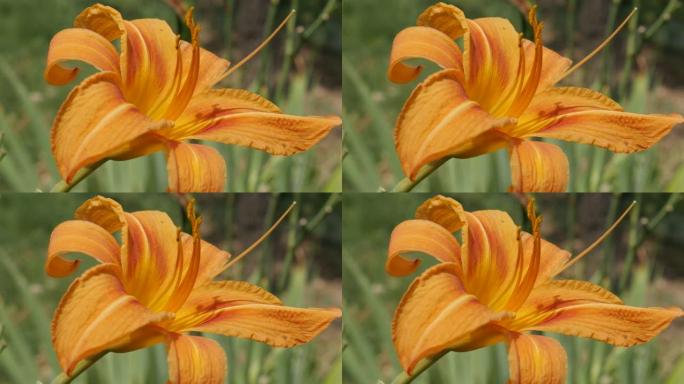 花园4k中Hemerocallis fulva虎的特写橙色花蕾