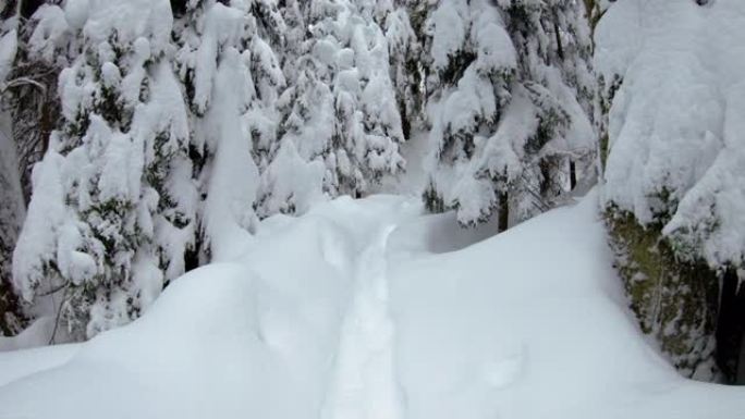 在深粉雪POV中徒步旅行森林步道