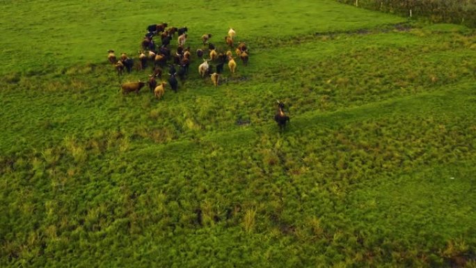 德国长角母牛的鸟瞰图