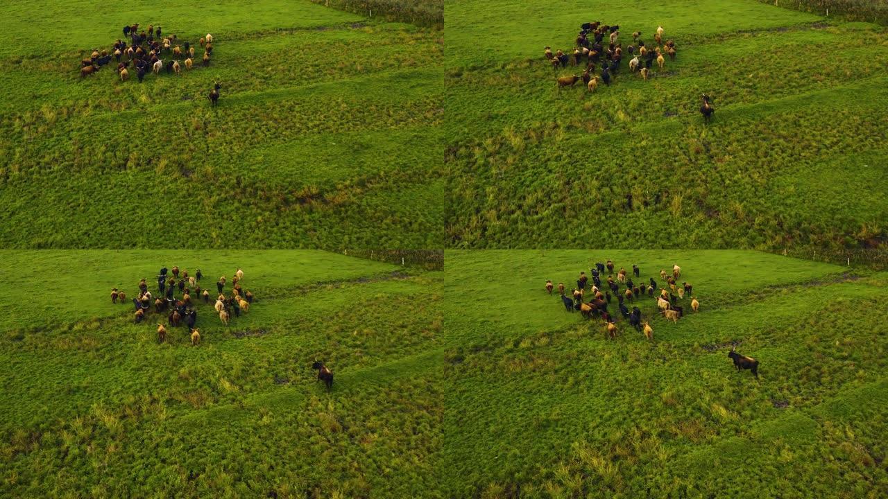 德国长角母牛的鸟瞰图