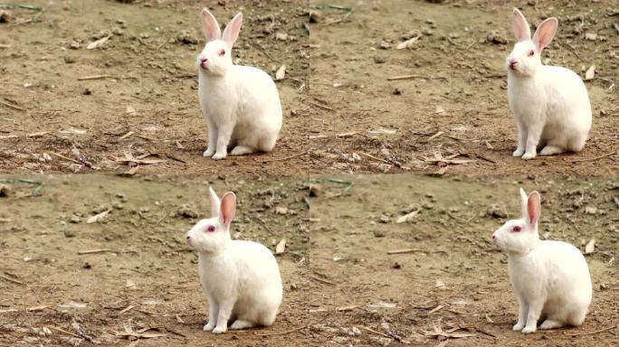 户外小白兔子家畜人工饲养农业开发