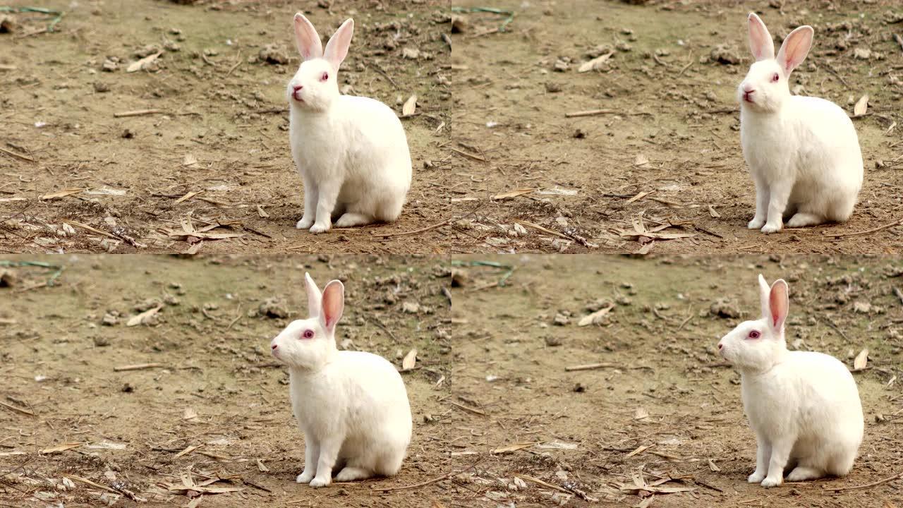 户外小白兔子家畜人工饲养农业开发