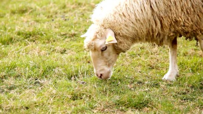 在绿色牧场上放牧的绵羊，农业家畜概念