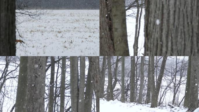 北美冬季，狐狸穿越雪域的惊人全景