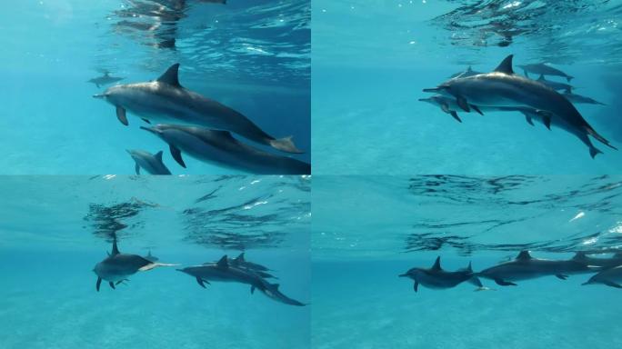 海豚家族在早晨的阳光照射下在蓝色的水面下游泳。旋转海豚 (Stenella longirostris