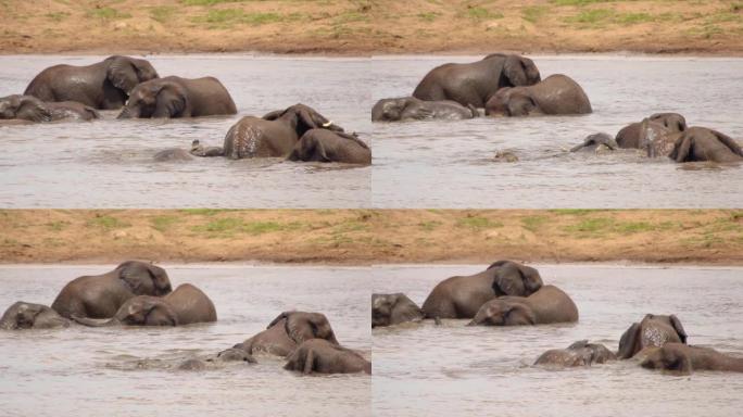 在河里沐浴的大象群