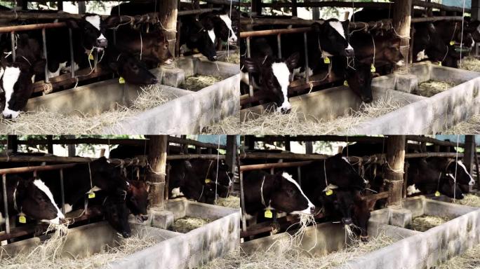 农场里的慢动作奶牛吃草