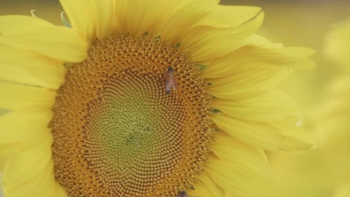 向日葵上的蜜蜂蜜蜂花园蜜蜂花丛蜜蜂花坛
