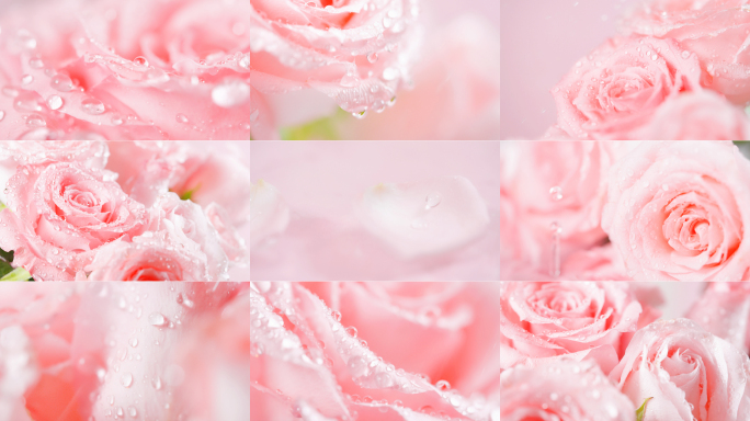 唯美粉色玫瑰花瓣滴水水珠花瓣飘落
