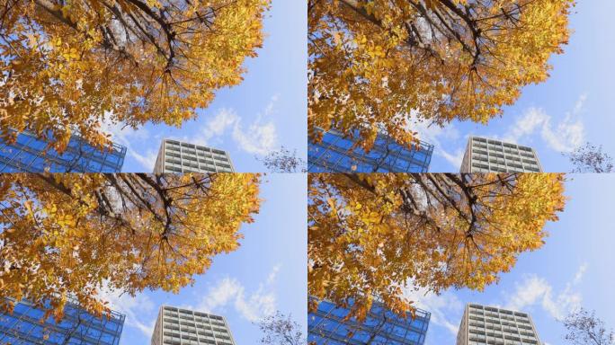 城市秋树在风中摇曳