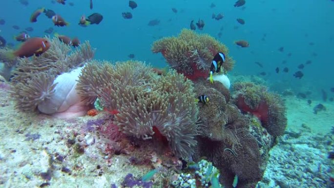 海葵和金鱼的学校在海葵，马尔代夫海葵-两栖鱼和红齿金鱼-尼日尔Odonus niger上游泳。印度洋