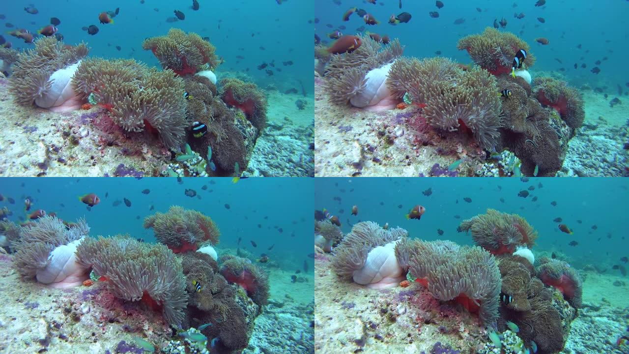 海葵和金鱼的学校在海葵，马尔代夫海葵-两栖鱼和红齿金鱼-尼日尔Odonus niger上游泳。印度洋