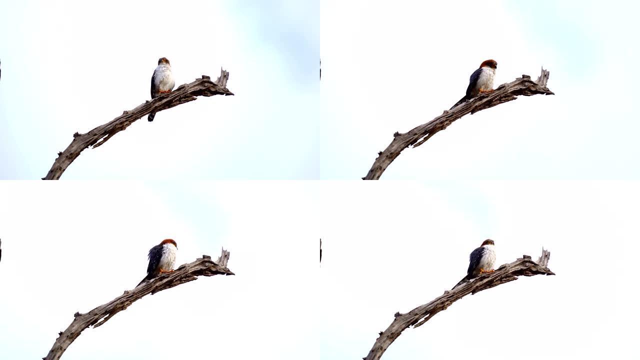 大自然中的白腰侏儒猎鹰鸟，野外动物的场景