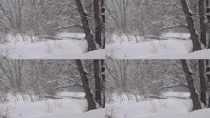 冬季降雪风暴绿树成荫的公园丹佛科罗拉多州