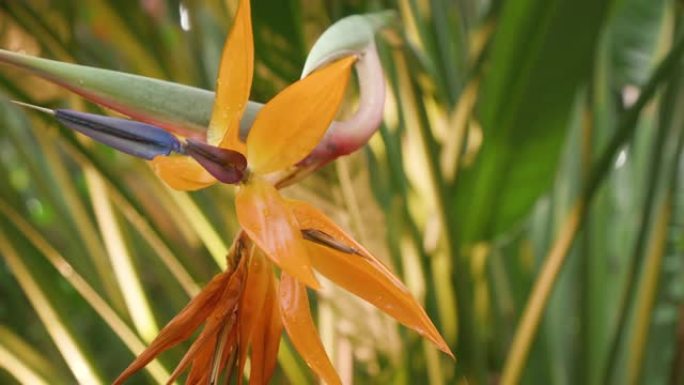 五颜六色的天堂鸟花 (Strelitzia Reginae) 在花园里开花