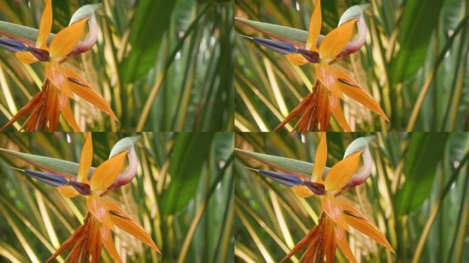 五颜六色的天堂鸟花 (Strelitzia Reginae) 在花园里开花