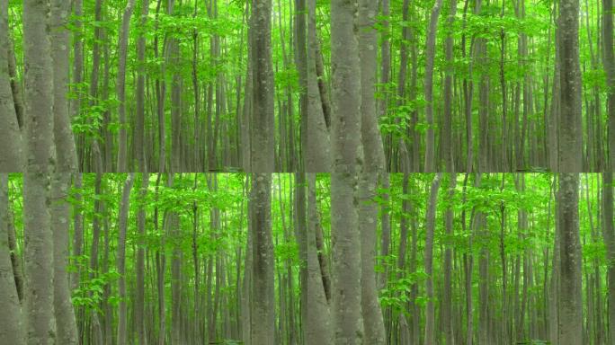 新鲜绿色山毛榉森林