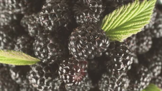 覆盆子收获，很多黑色浆果。成熟的有机黑树莓果实。