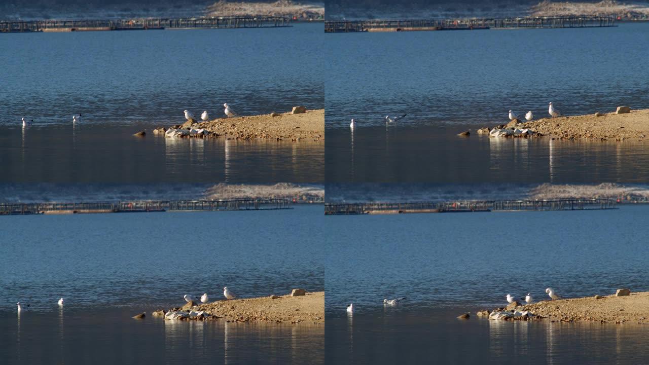 海岸线附近的海鸥，水禽。海景