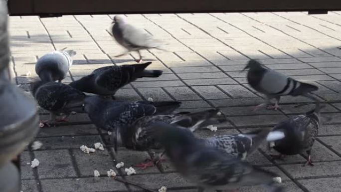 鸽子群争夺食物，饥饿的鸽子吃爆米花