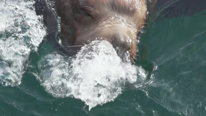野生海洋动物斯特勒海狮在冷水太平洋游泳