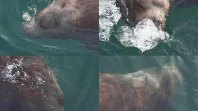 野生海洋动物斯特勒海狮在冷水太平洋游泳