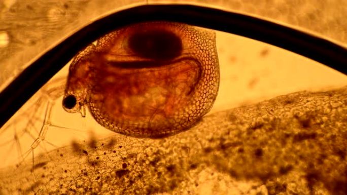 水蚤甲壳纲在显微镜下的一滴水中