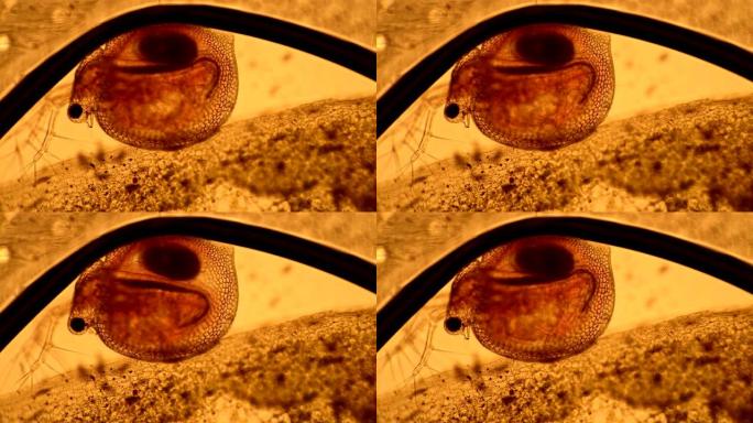 水蚤甲壳纲在显微镜下的一滴水中