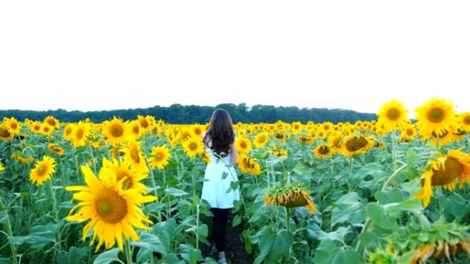 迷人的女士在夏日漫步在草地上。跟随年轻的无忧无虑的女人，带着高向日葵穿过田野。享受风景优美的自然环境