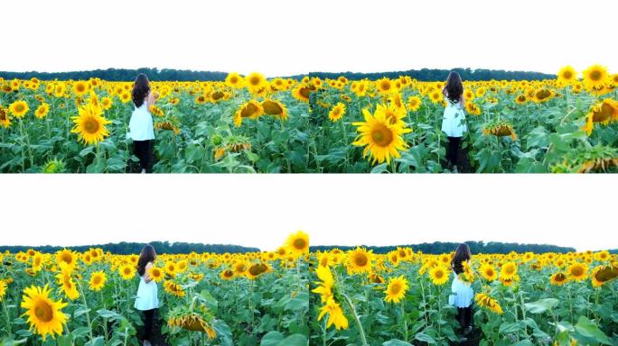 迷人的女士在夏日漫步在草地上。跟随年轻的无忧无虑的女人，带着高向日葵穿过田野。享受风景优美的自然环境