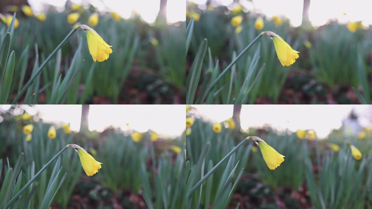 黄色的花朵和美丽的bokeh春天的日落