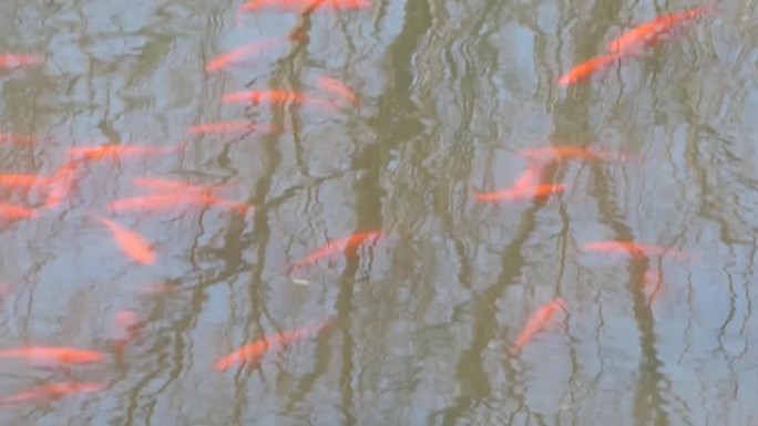 日本。三月初。有倒影和金鱼的小池塘。