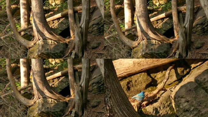 美丽的松树林，阳光照在树上，一只漂亮的蓝鸟