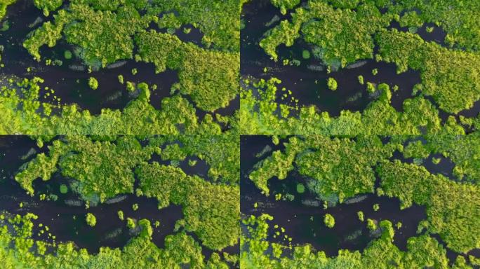 相机在荒地上放大，沼泽的绿色和水斑，芦苇中的美丽湖泊