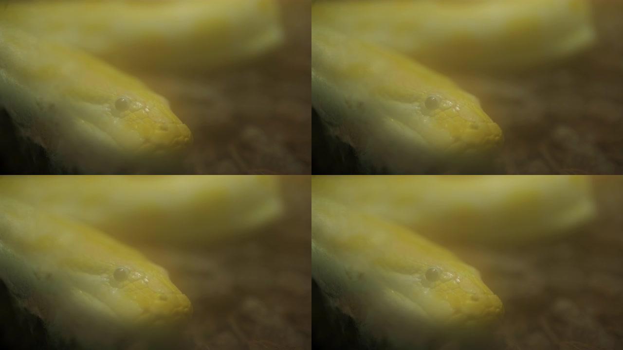 水族馆中的黄色蛇长虫