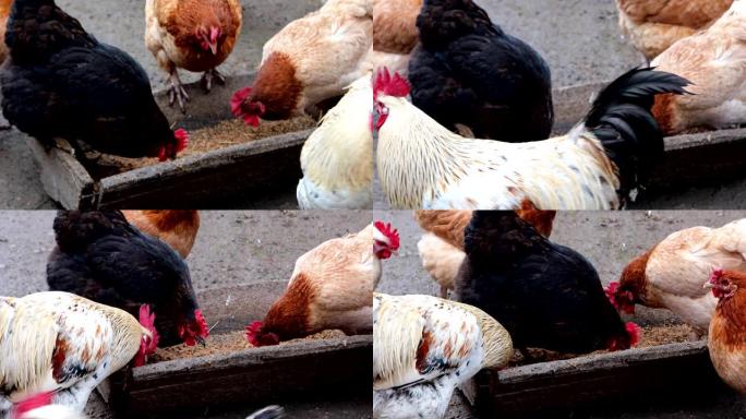 一群在农场外面吃着的散养鸡