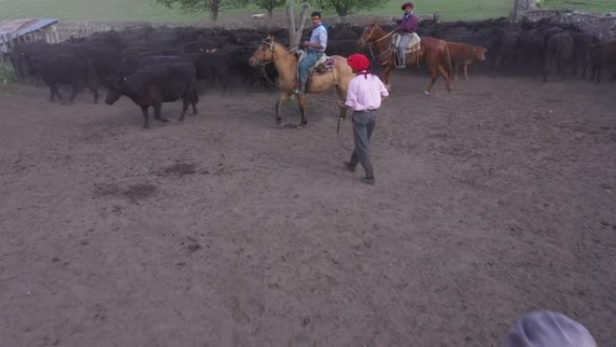 阿根廷高乔人在阿伯丁安格斯牛群工作