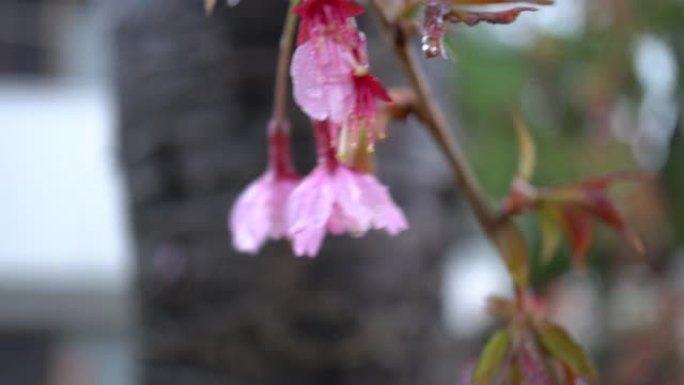 樱花在雨中绽放开放盛开大自然春暖花开下雨