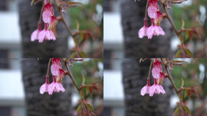 樱花在雨中绽放开放盛开大自然春暖花开下雨