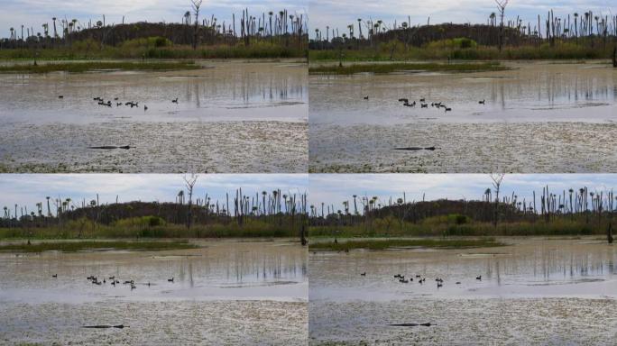 鳄鱼和鸟类的沼泽场景