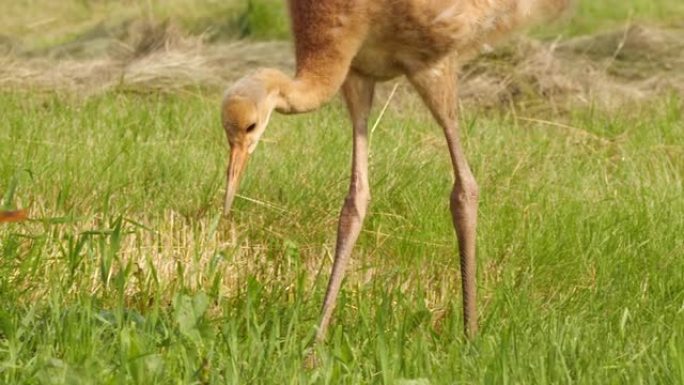 丹顶鹤 (Grus japonensis) 的小鸡捕捉并食用老鼠-兴安自然保护区