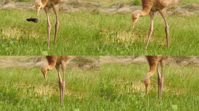 丹顶鹤 (Grus japonensis) 的小鸡捕捉并食用老鼠-兴安自然保护区